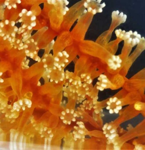 Orange coral polyps with small white tentacles along the tops.