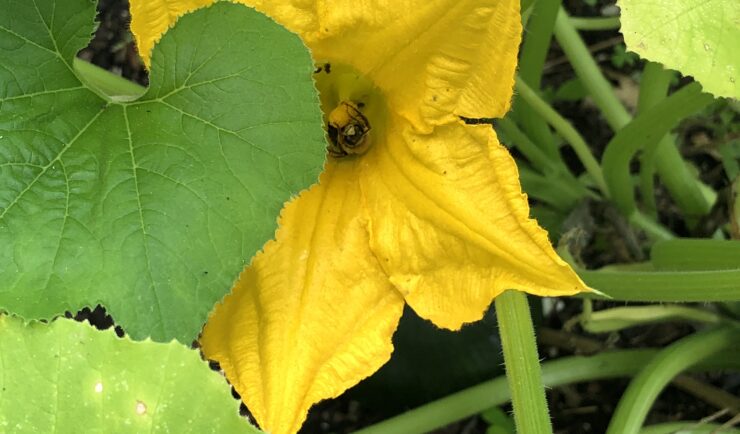 Bee in a large, bright yellow bloom