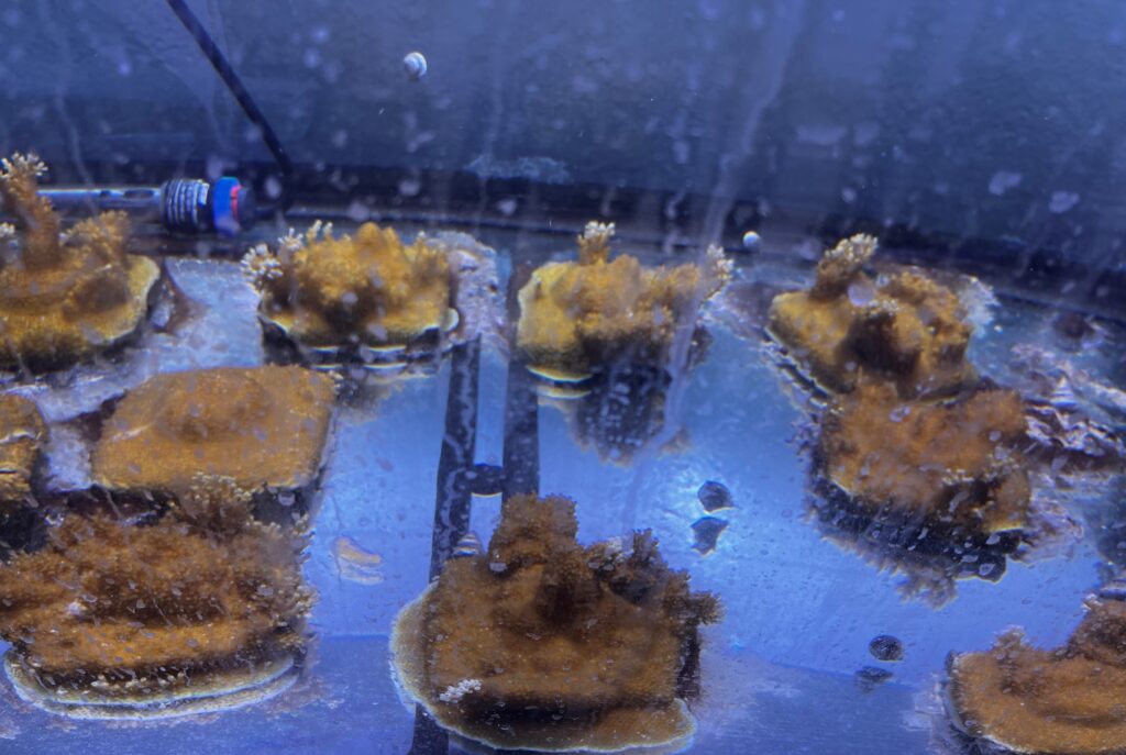 Several large coral fragments in a tank