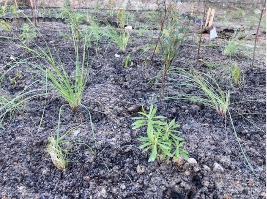 Small plants growing in gravely dirt