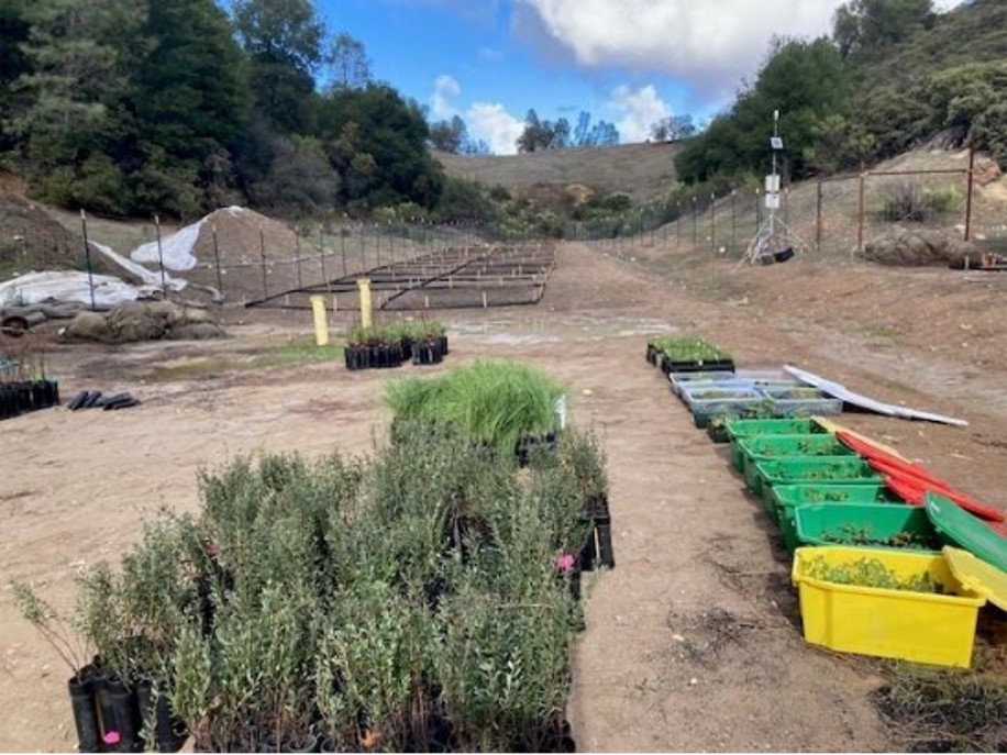 plants growing in tubs in a lot.