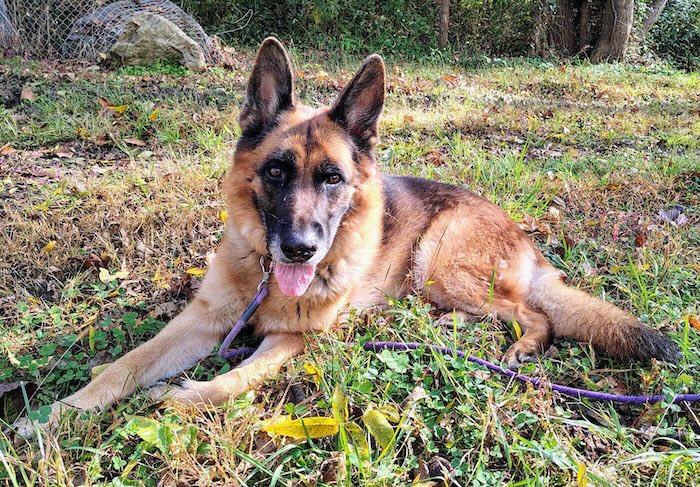german shepherd laying in grass