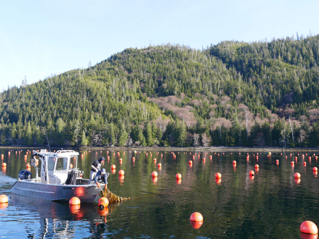 people on a boat in a kelp farm pull a line of kelp from water
