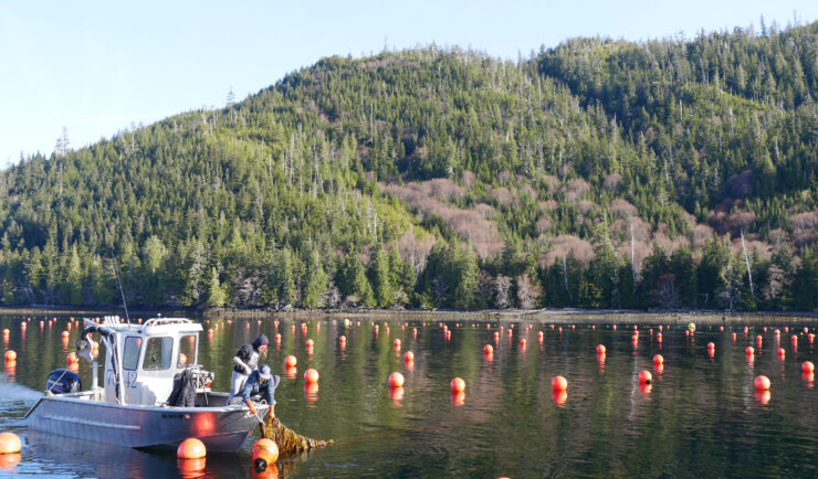 people on a boat in a kelp farm pull a line of kelp from water