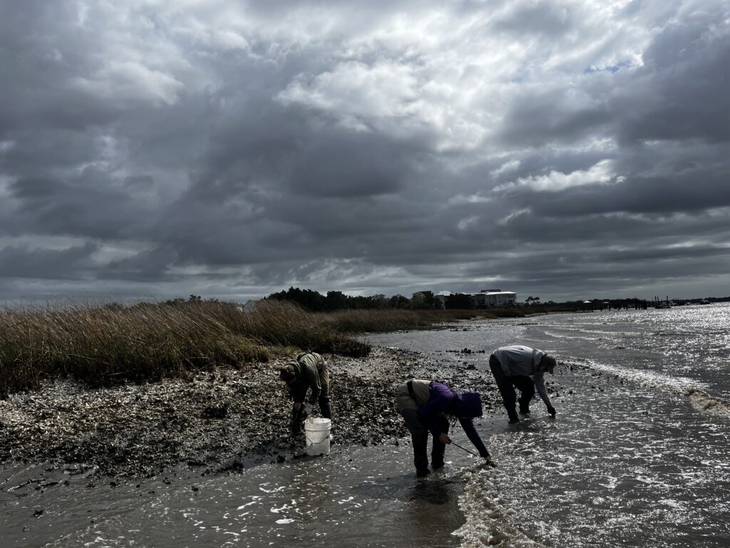 Three people collect oysters along a river bank.