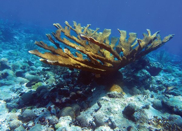 large colony of Elkhorn Coral