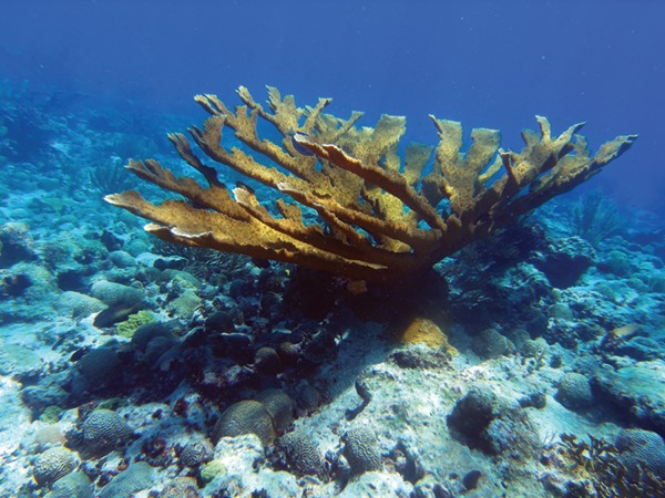 large colony of Elkhorn Coral