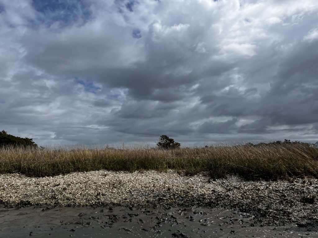 Bank of a river lined with oyster shells and tall grass