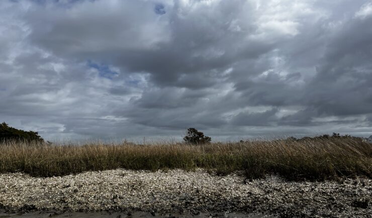 Bank of a river lined with oyster shells and tall grass