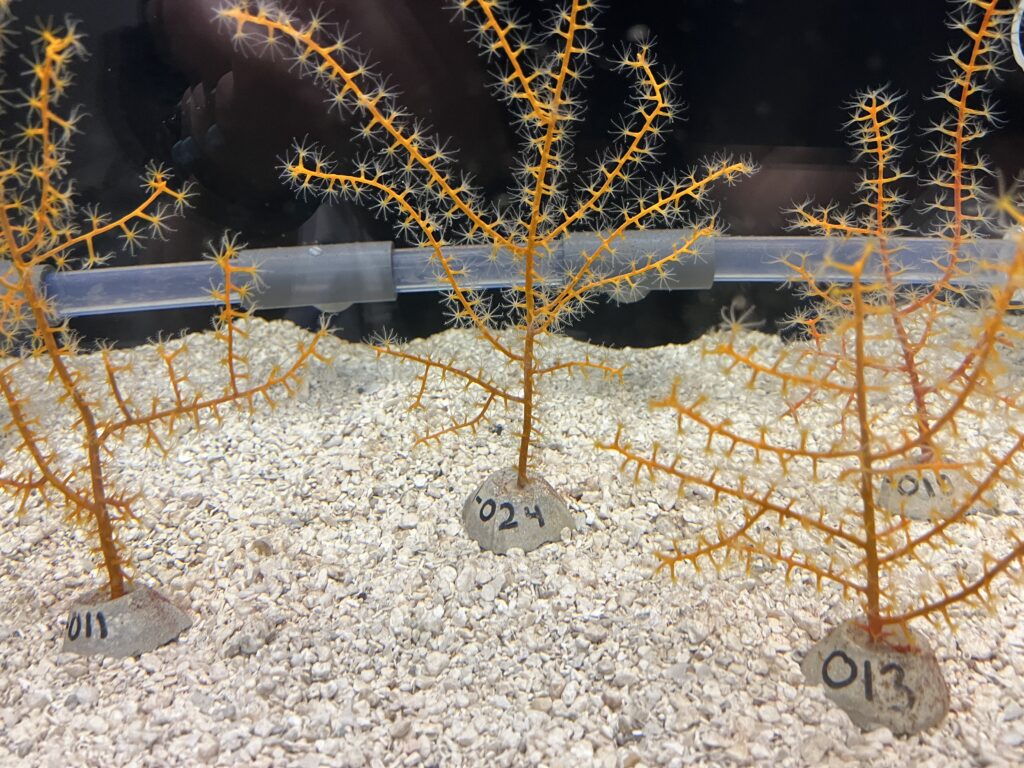 Octocoral in a tank