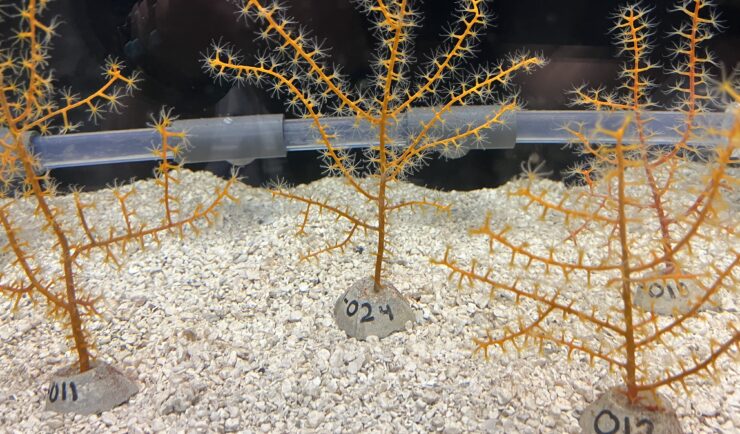 Octocoral in a tank