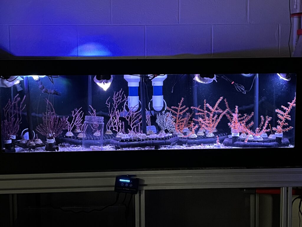 Tank in a dimly lit room with several colonies of octocoral.