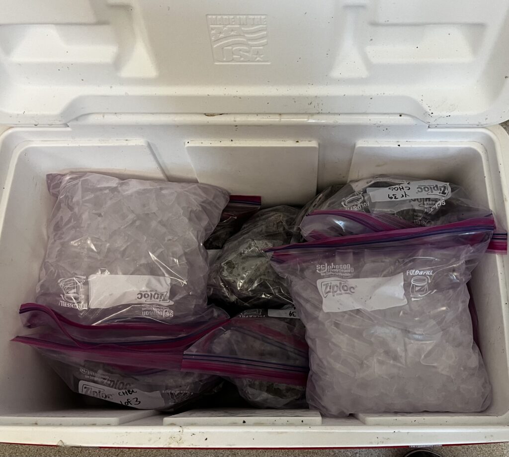 Cooler packed with ziploc bags of oysters and ice.