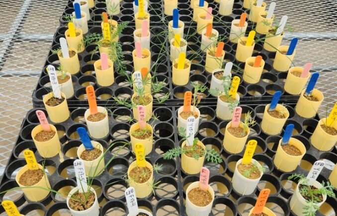 small plants growing in plugs
