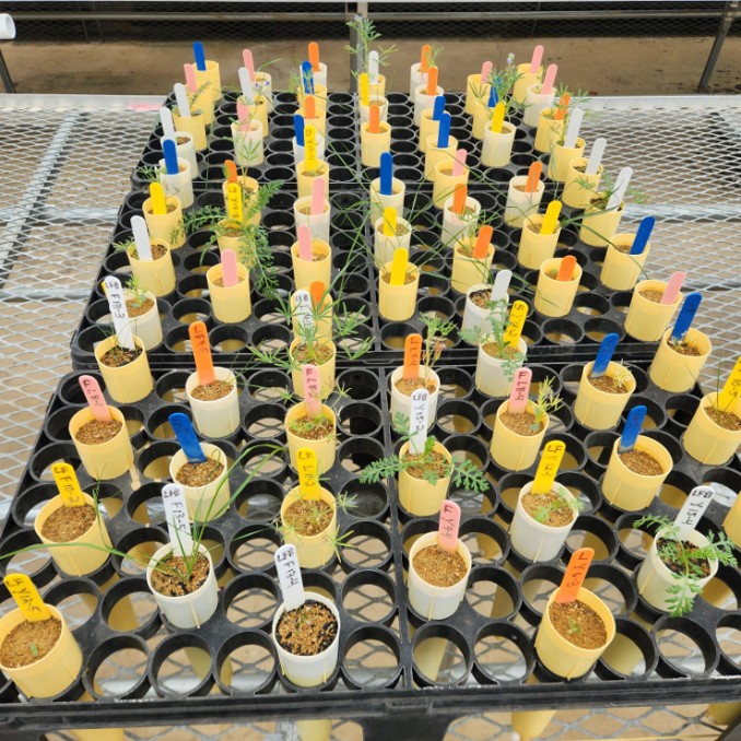 small plants growing in plugs