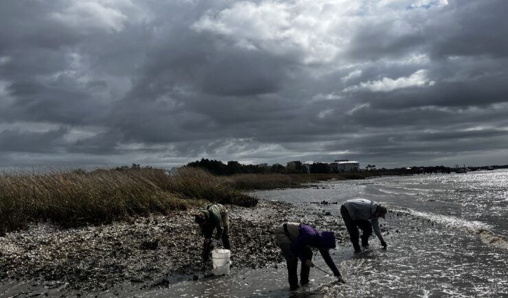 Three people collect oysters along a bank lined with oysters