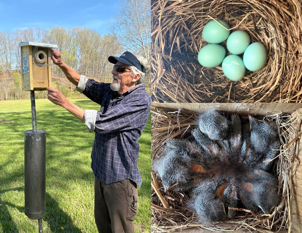 Man tends to a bluebird nesting box (left). View of nest with five eggs (top right) and view of nest with five baby birds (bottom right)