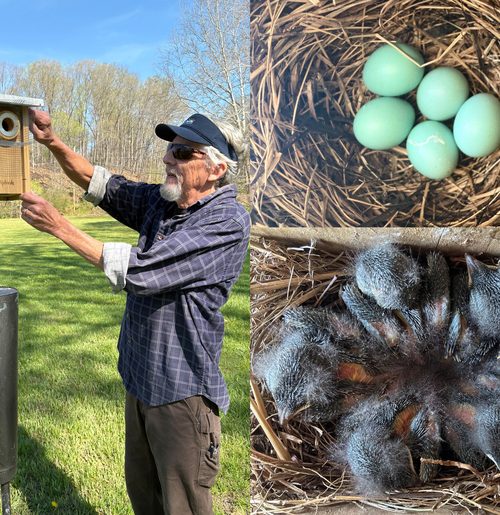 Man tends to a bluebird nesting box (left). View of nest with five eggs (top right) and view of nest with five baby birds (bottom right)
