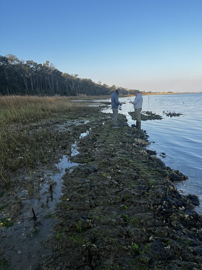 Two people stand on an oyster reef collecting samples.