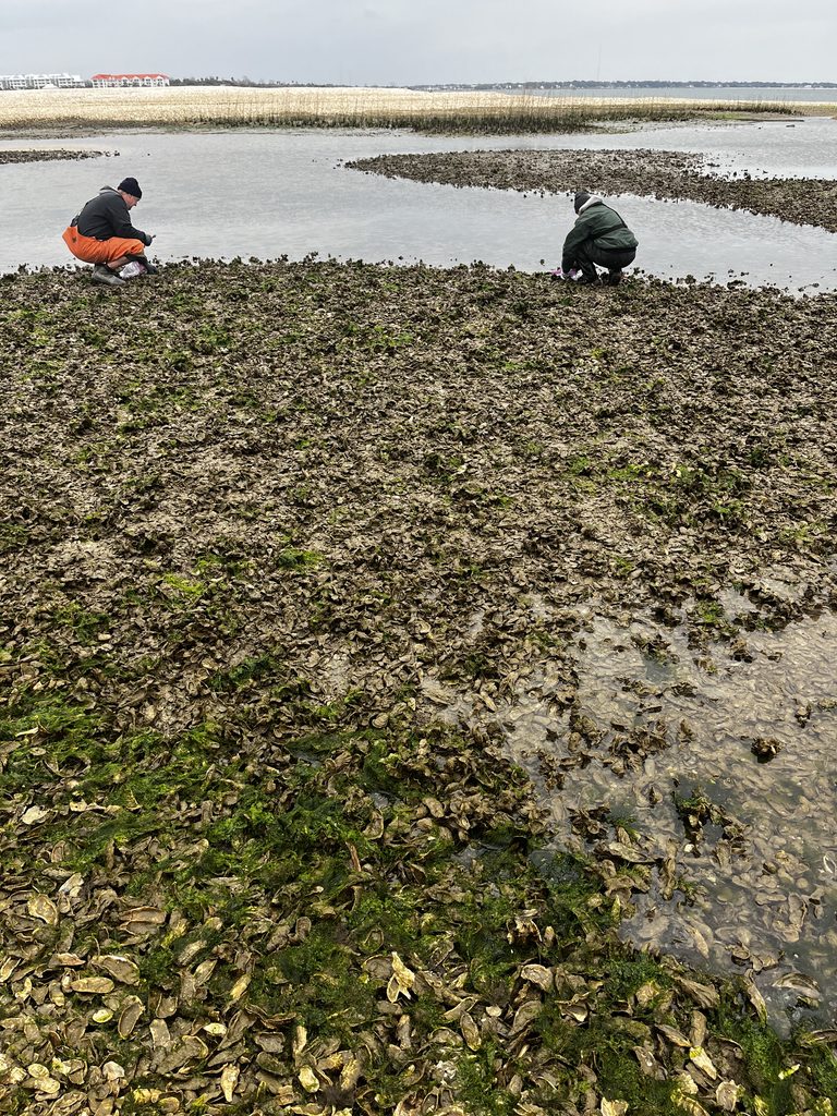 Two people crouch to collect oysters on a small island.