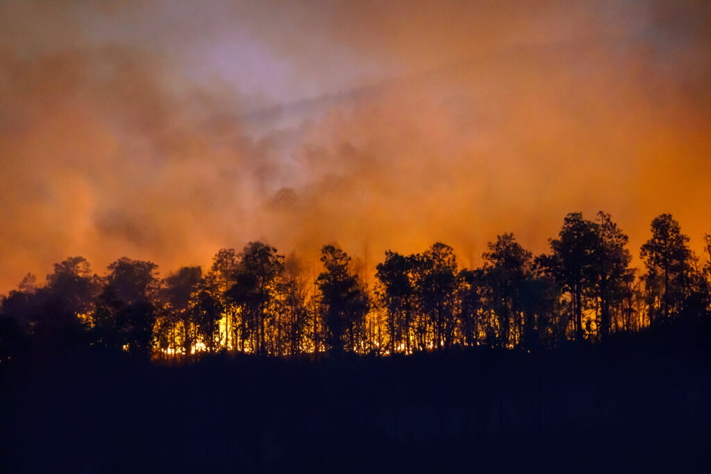 fire burning behind a row a trees. Smoke filling the sky.
