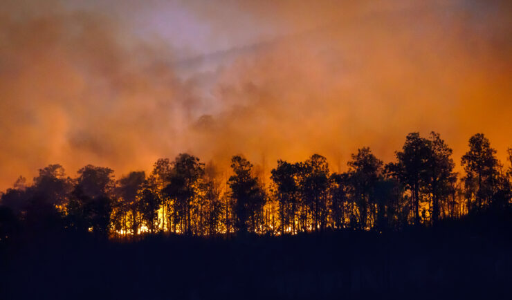 fire burning behind a row a trees. Smoke filling the sky.